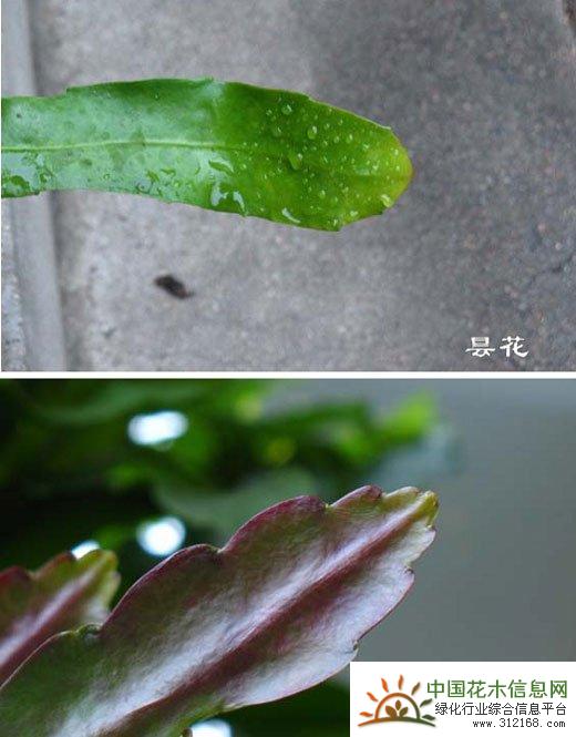 1649816311139364.jpg 1329115c2-1.jpg